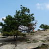 Pinus_rigida_Stone_Mountain
